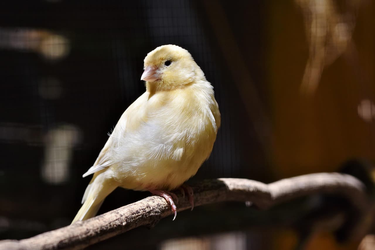A canary perched on a branch, turned toward the light