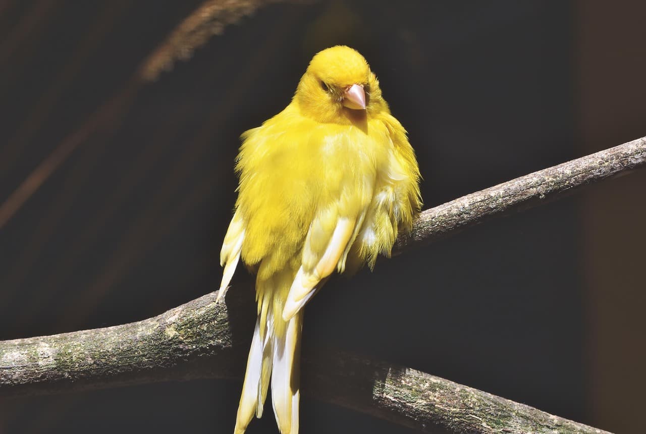 A bright yellow canary with a long tail resting on a branch