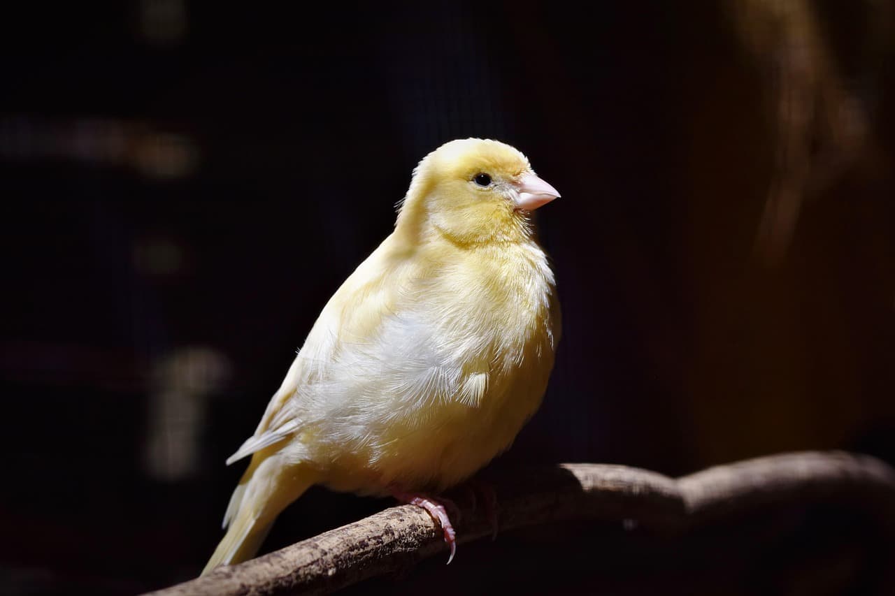 A pale yellow canary perched on a branch in soft light